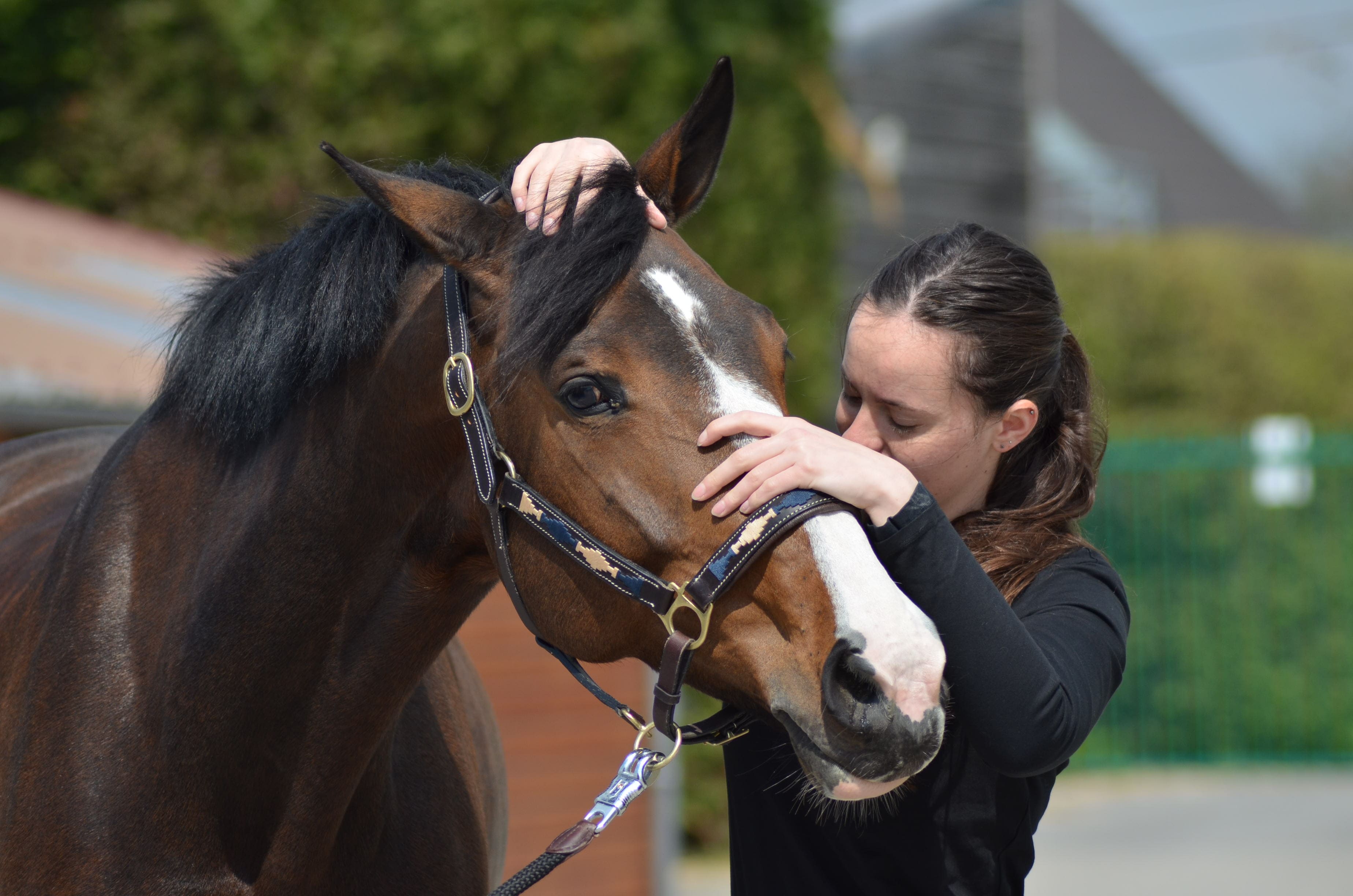 Manipulation du crâne d’un cheval